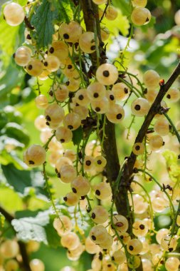 Çalı dalında bol miktarda olgun, şeffaf beyaz frenk üzümü kümeleri. Yumuşak ve bulanık arka planda yeşil yapraklar. Taze, doğal ve cezbedici bir yaz hasat manzarası.
