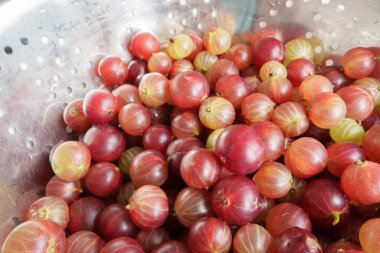 Bektaşi üzümleriyle dolu çeşitli renklerde metal bir ağ kasesi. Bazı meyveler güzel su damlacıklarıyla kaplıdır. Böğürtlenleri vurgulamak için arka plan bulanık..