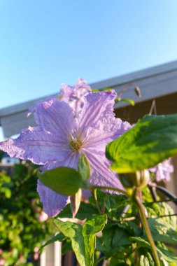 Büyük, güzel, mor bir klematis çiçeği. Yapraklar desenli ve çiçek keskindir ve ön plana yerleştirilir. Işık doğal ve parlak, güneşli bir gün. Mavi gökyüzü