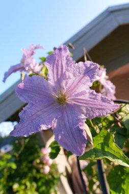 Büyük, güzel, mor bir klematis çiçeği. Yapraklar desenli ve çiçek keskindir ve ön plana yerleştirilir. Işık doğal ve parlak, güneşli bir gün. Mavi gökyüzü