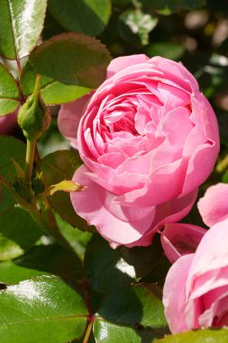 Muhteşem bir gül, taç yapraklarının iki tonu vardır merkezinde canlı pembe bir fuşya rengi ve açık, yaprakların kenarlarında neredeyse beyaz veya soluk pembe bir renk, soluk noktalar veya lekeler. Gül çiçek açtı ve ön plana yerleştirildi., 