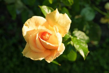 Muhteşem bir gül, taç yapraklarının iki tonu vardır merkezinde canlı pembe bir fuşya rengi ve açık, yaprakların kenarlarında neredeyse beyaz veya soluk pembe bir renk, soluk noktalar veya lekeler. Gül çiçek açtı ve ön plana yerleştirildi., 