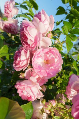 Muhteşem bir gül, taç yapraklarının iki tonu vardır merkezinde canlı pembe bir fuşya rengi ve açık, yaprakların kenarlarında neredeyse beyaz veya soluk pembe bir renk, soluk noktalar veya lekeler. Gül çiçek açtı ve ön plana yerleştirildi., 
