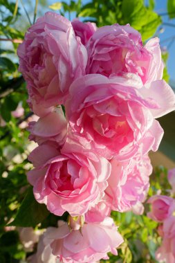 Muhteşem bir gül, taç yapraklarının iki tonu vardır merkezinde canlı pembe bir fuşya rengi ve açık, yaprakların kenarlarında neredeyse beyaz veya soluk pembe bir renk, soluk noktalar veya lekeler. Gül çiçek açtı ve ön plana yerleştirildi., 