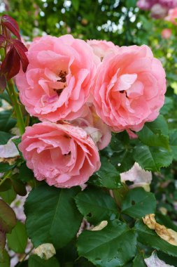 Muhteşem bir gül, taç yapraklarının iki tonu vardır ortasında canlı pembe fuşya rengi ve bir açık, neredeyse beyaz veya soluk pembe renk yaprakların kenarlarında, soluk noktalar veya benekler. 