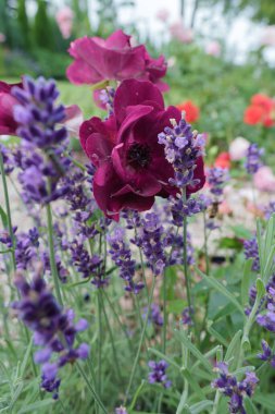 Muhteşem bir gül, taç yapraklarının iki tonu vardır ortasında canlı pembe fuşya rengi ve bir açık, neredeyse beyaz veya soluk pembe renk yaprakların kenarlarında, soluk noktalar veya benekler. 