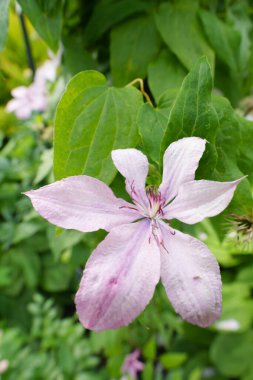 Büyük, güzel, mor bir klematis çiçeği. Yapraklar desenli ve çiçek keskindir ve ön plana yerleştirilir. Işık doğal ve parlak, güneşli bir gün. Mavi gökyüzü