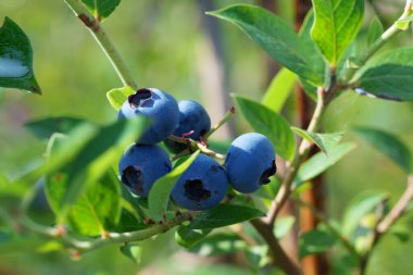 Olgun, koyu mavi yaban mersinleri parlak yeşil yaprakların arasında bir daldan sarkan. Yaz hasadının detaylı bir görüntüsü. Meyvenin taze, sağlıklı ve organik doğasını yansıtıyor.