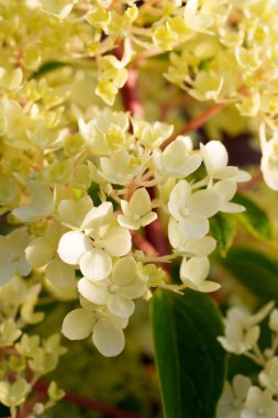 Yumuşak sarı ve beyaz ortanca çiçekleri yakın çekimde güzel bir küme oluştururlar. Hassas ve zarif bir bahçe sahnesi sığ bir tarla derinliği ile çiçeğin doğal güzelliğini yakalıyor.