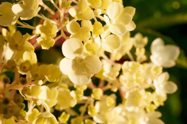 Yumuşak sarı ve beyaz ortanca çiçekleri yakın çekimde güzel bir küme oluştururlar. Hassas ve zarif bir bahçe sahnesi sığ bir tarla derinliği ile çiçeğin doğal güzelliğini yakalıyor.