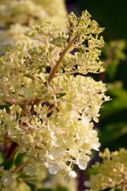 Yumuşak sarı ve beyaz ortanca çiçekleri yakın çekimde güzel bir küme oluştururlar. Hassas ve zarif bir bahçe sahnesi sığ bir tarla derinliği ile çiçeğin doğal güzelliğini yakalıyor.