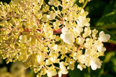 Yumuşak sarı ve beyaz ortanca çiçekleri yakın çekimde güzel bir küme oluştururlar. Hassas ve zarif bir bahçe sahnesi sığ bir tarla derinliği ile çiçeğin doğal güzelliğini yakalıyor.