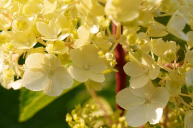 Yumuşak sarı ve beyaz ortanca çiçekleri yakın çekimde güzel bir küme oluştururlar. Hassas ve zarif bir bahçe sahnesi sığ bir tarla derinliği ile çiçeğin doğal güzelliğini yakalıyor.