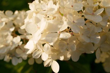 Yumuşak sarı ve beyaz ortanca çiçekleri yakın çekimde güzel bir küme oluştururlar. Hassas ve zarif bir bahçe sahnesi sığ bir tarla derinliği ile çiçeğin doğal güzelliğini yakalıyor.