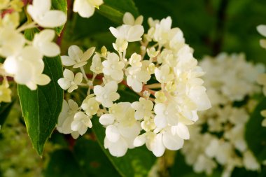 Yumuşak sarı ve beyaz ortanca çiçekleri yakın çekimde güzel bir küme oluştururlar. Hassas ve zarif bir bahçe sahnesi sığ bir tarla derinliği ile çiçeğin doğal güzelliğini yakalıyor.