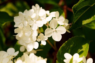 Yumuşak sarı ve beyaz ortanca çiçekleri yakın çekimde güzel bir küme oluştururlar. Hassas ve zarif bir bahçe sahnesi sığ bir tarla derinliği ile çiçeğin doğal güzelliğini yakalıyor.