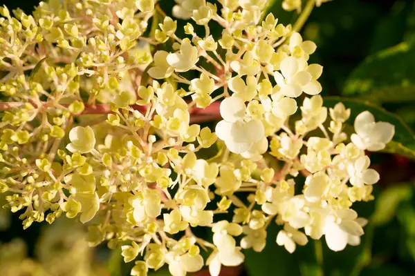 Yumuşak sarı ve beyaz ortanca çiçekleri yakın çekimde güzel bir küme oluştururlar. Hassas ve zarif bir bahçe sahnesi sığ bir tarla derinliği ile çiçeğin doğal güzelliğini yakalıyor.