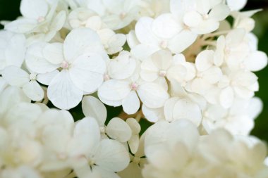 Yumuşak sarı ve beyaz ortanca çiçekleri yakın çekimde güzel bir küme oluştururlar. Hassas ve zarif bir bahçe sahnesi sığ bir tarla derinliği ile çiçeğin doğal güzelliğini yakalıyor.