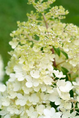 Yumuşak sarı ve beyaz ortanca çiçekleri yakın çekimde güzel bir küme oluştururlar. Hassas ve zarif bir bahçe sahnesi sığ bir tarla derinliği ile çiçeğin doğal güzelliğini yakalıyor.