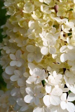 Yumuşak sarı ve beyaz ortanca çiçekleri yakın çekimde güzel bir küme oluştururlar. Hassas ve zarif bir bahçe sahnesi sığ bir tarla derinliği ile çiçeğin doğal güzelliğini yakalıyor.