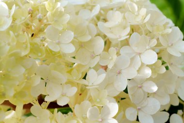 Yumuşak sarı ve beyaz ortanca çiçekleri yakın çekimde güzel bir küme oluştururlar. Hassas ve zarif bir bahçe sahnesi sığ bir tarla derinliği ile çiçeğin doğal güzelliğini yakalıyor.