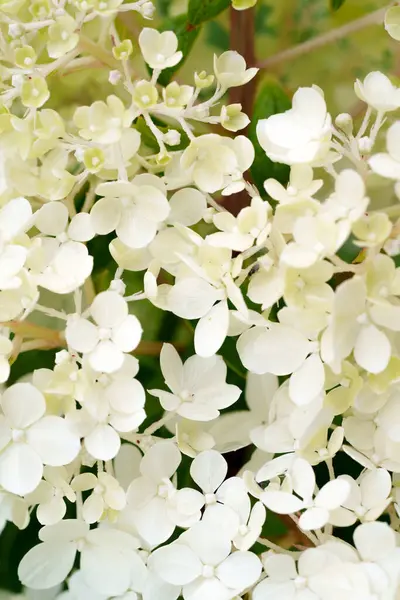 Yumuşak sarı ve beyaz ortanca çiçekleri yakın çekimde güzel bir küme oluştururlar. Hassas ve zarif bir bahçe sahnesi sığ bir tarla derinliği ile çiçeğin doğal güzelliğini yakalıyor.