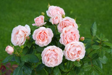 Muhteşem bir gül, taç yapraklarının iki tonu vardır ortasında canlı pembe fuşya rengi ve bir açık, neredeyse beyaz veya soluk pembe renk yaprakların kenarlarında, soluk noktalar veya benekler. 