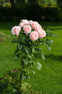 Muhteşem bir gül, taç yapraklarının iki tonu vardır ortasında canlı pembe fuşya rengi ve bir açık, neredeyse beyaz veya soluk pembe renk yaprakların kenarlarında, soluk noktalar veya benekler. 