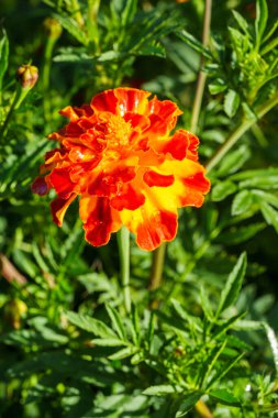 Yapraklarına parlak su damlaları damlayan canlı kadife çiçekleri. Neşeli bir bahçe sahnesinin yakın çekimi, yağmurdan sonra doğanın taze ve dinamik renklerini yakalıyor.