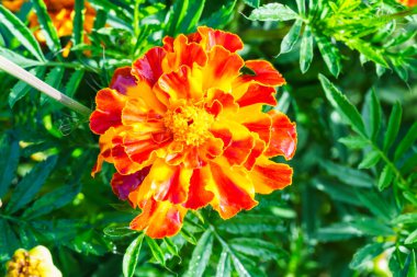 Yapraklarına parlak su damlaları damlayan canlı kadife çiçekleri. Neşeli bir bahçe sahnesinin yakın çekimi, yağmurdan sonra doğanın taze ve dinamik renklerini yakalıyor.