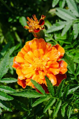 Yapraklarına parlak su damlaları damlayan canlı kadife çiçekleri. Neşeli bir bahçe sahnesinin yakın çekimi, yağmurdan sonra doğanın taze ve dinamik renklerini yakalıyor.