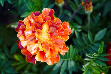 Yapraklarına parlak su damlaları damlayan canlı kadife çiçekleri. Neşeli bir bahçe sahnesinin yakın çekimi, yağmurdan sonra doğanın taze ve dinamik renklerini yakalıyor.