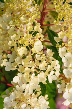 Yumuşak sarı ve beyaz ortanca çiçekleri yakın çekimde güzel bir küme oluştururlar. Hassas ve zarif bir bahçe sahnesi sığ bir tarla derinliği ile çiçeğin doğal güzelliğini yakalıyor.