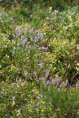 Bir orman ortamında mor ve pembe fundalıkların açtığı bir tarla. Sakin ve sakin bir sahne, yazın sonlarında vahşi doğanın doğal güzelliğini ve sükunetini yakalıyor.