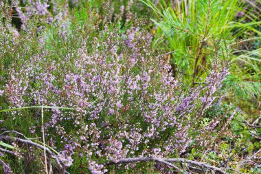 Bir orman ortamında mor ve pembe fundalıkların açtığı bir tarla. Sakin ve sakin bir sahne, yazın sonlarında vahşi doğanın doğal güzelliğini ve sükunetini yakalıyor.