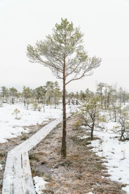 Buzla kaplı bir çam ağacının yanından geçen ahşap bir tahta kaldırımın yer aldığı bataklıktaki sakin bir kış manzarası. Sahne, kışın kuzeydeki bir sulak arazinin sessiz ve dondurucu güzelliğini yakalıyor.