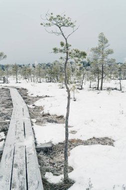 Buzla kaplı bir çam ağacının yanından geçen ahşap bir tahta kaldırımın yer aldığı bataklıktaki sakin bir kış manzarası. Sahne, kışın kuzeydeki bir sulak arazinin sessiz ve dondurucu güzelliğini yakalıyor.