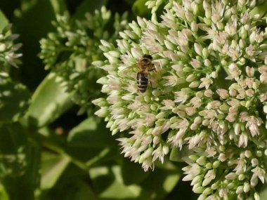 İki arı aktif bir çiçek kümesini canlı bir bahçe ortamında tozlaştırarak doğadaki tozlayıcıların temel rolünü gözler önüne seriyor..