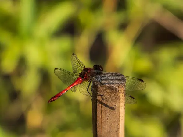 Stock image Red dragonfly close-up sitting on a stick against a background of green leaves