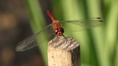 Kırmızı yusufçuk, yeşil yapraklardan oluşan bir arka planda bir çubuğun üzerinde oturuyor.