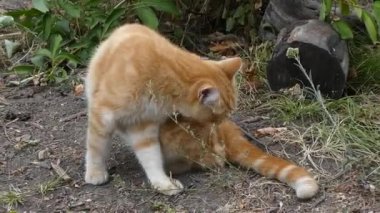 Bahçedeki kızıl kedi dünyanın arka planında ve yazın veya sonbaharın başında kuru yapraklarda