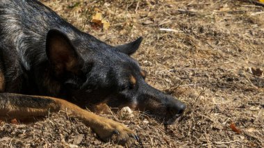Sonbahar zemininde yatan siyah bir köpeğin portresi.