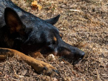 Sonbahar zemininde yatan siyah bir köpeğin portresi.