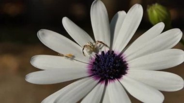 Misumena vatia örümceği Afrika papatya çiçeğine yakın plan, yaz, sonbahar, bahçe