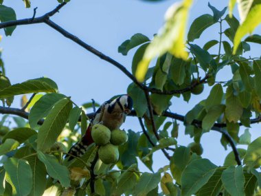 Benekli bir ağaçkakan ağaçta oturuyor ceviz yakınındaki yeşil yaprakların arasında