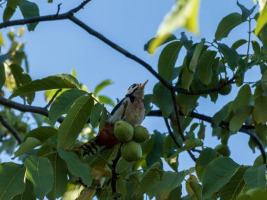 Benekli bir ağaçkakan ağaçta oturuyor ceviz yakınındaki yeşil yaprakların arasında