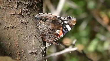 Amiral Kelebek güneşli bir günde bir ağaç gövdesine oturur..