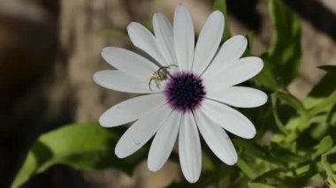 Çiçek örümceği Misumena vatia güneşli bir günde bir Afrika papatya çiçeğinin üzerinde oturur..