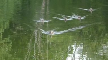 Vahşi ördekler gölde yüzer ve kıyıya çıkar.