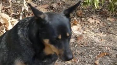 Siyah köpek güneşli bir günde avluda oturuyor..